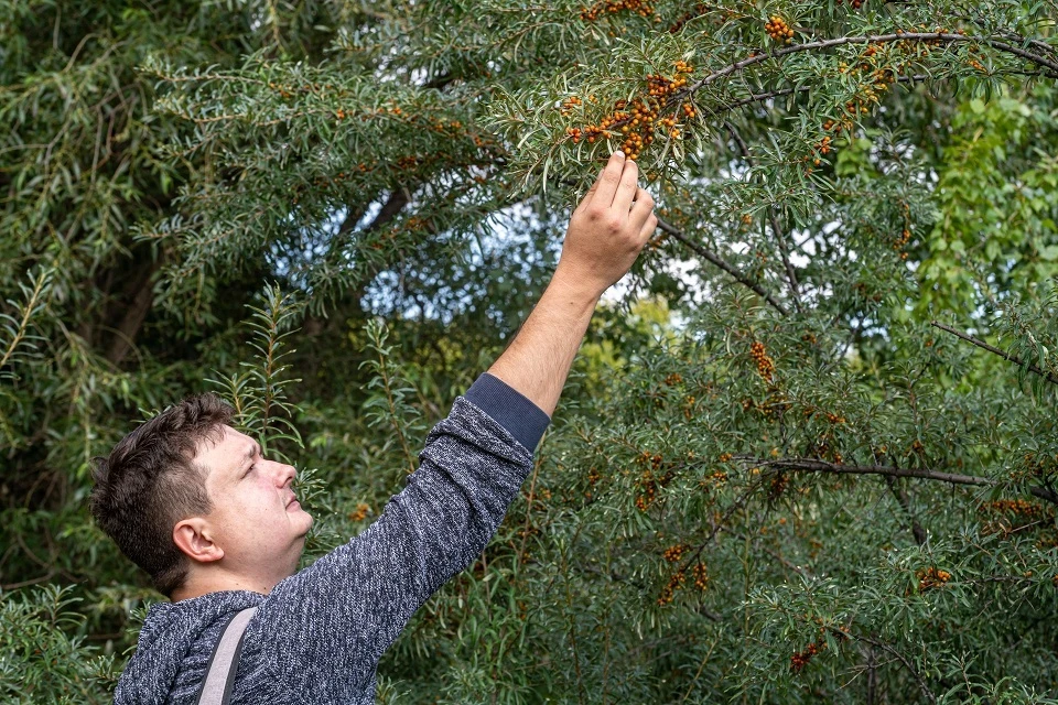 «Сибирское чудо»: ученые назвали главную ягоду-суперфуд