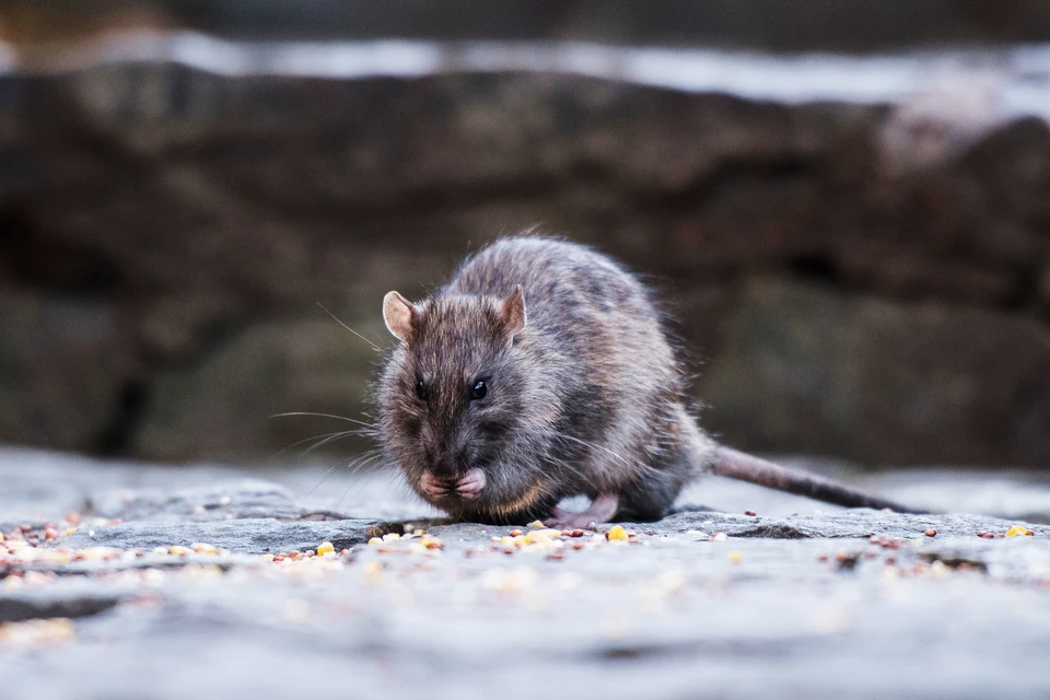 «Революция» с крышкой: Нью-Йорк решил победить крыс простым способом. Фото: Matias Lynch/Shutterstock/Fotodom.