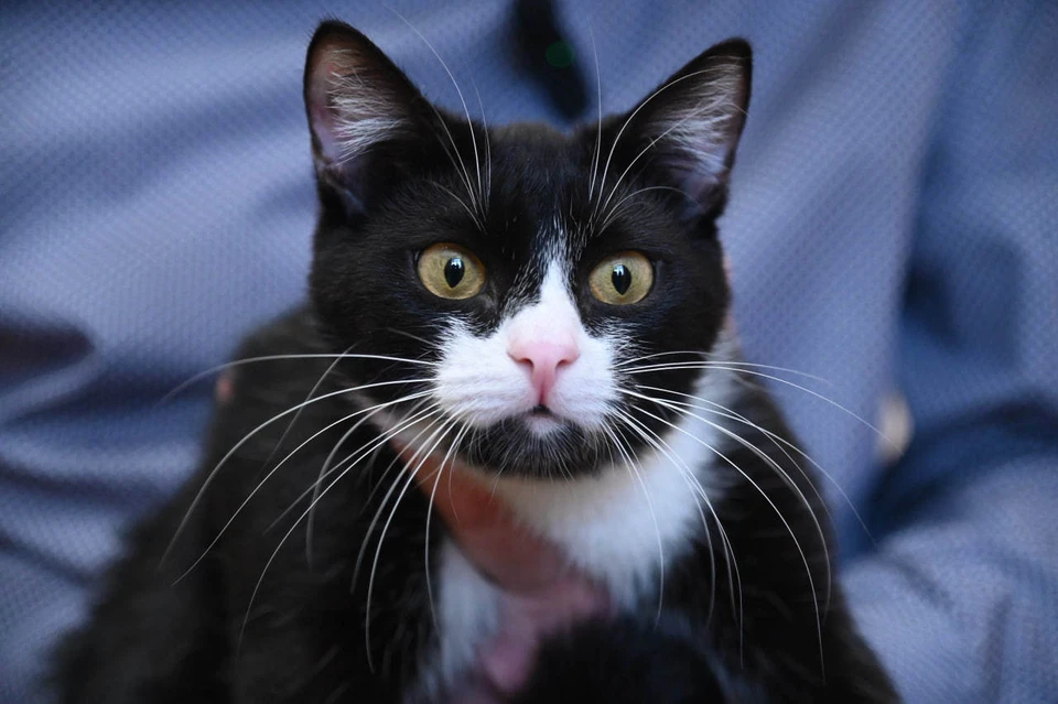 Гинеколог Шматова: Кошки могут быть опасны для беременных.