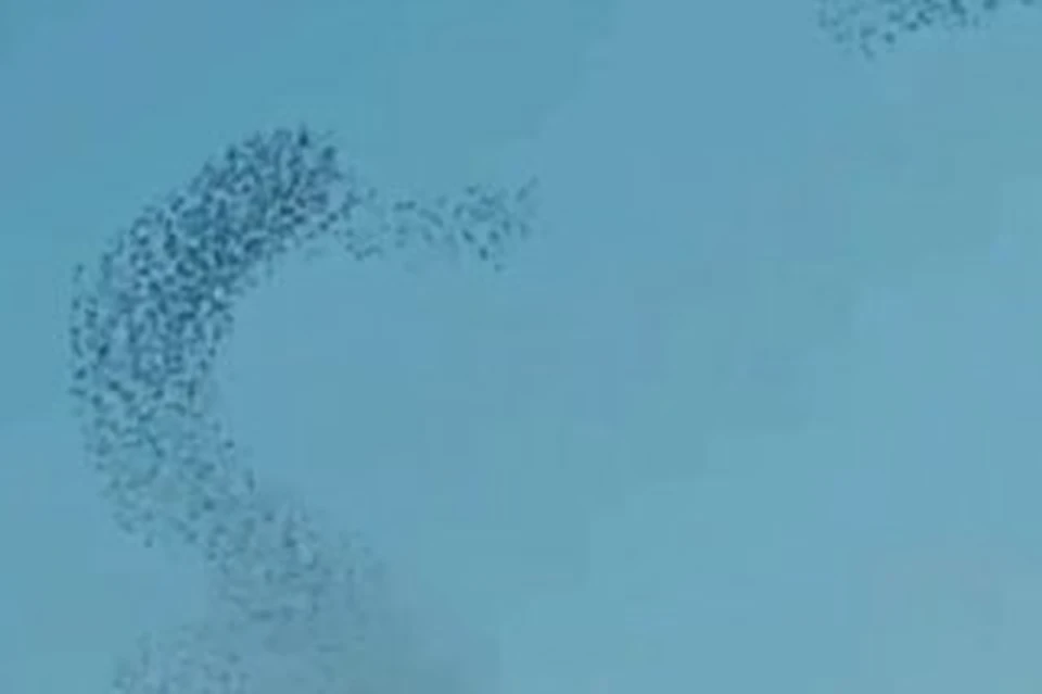 Мурмурация часто появляется в холодное время года. Фото: скриншот видео