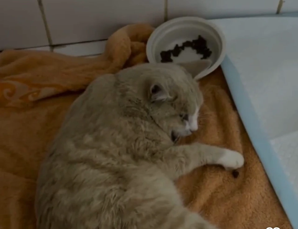 Фото: Ветеринарная клиника "Клевер" г. Тюмень.