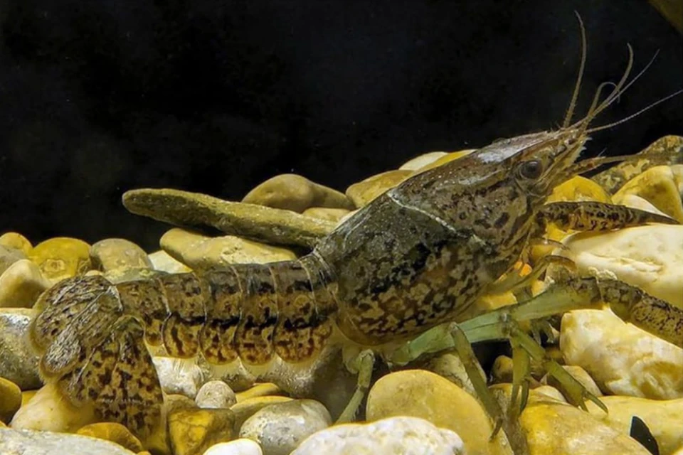 Фото: Институт проблем экологии и эволюции им. А.Н. Северцова РАН/Tg