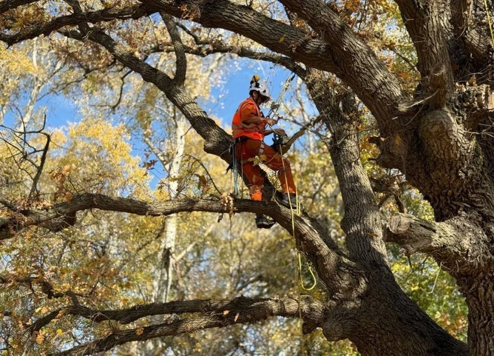 Каждому дереву - индивидуальный уход. Фото: sev.gov.ru