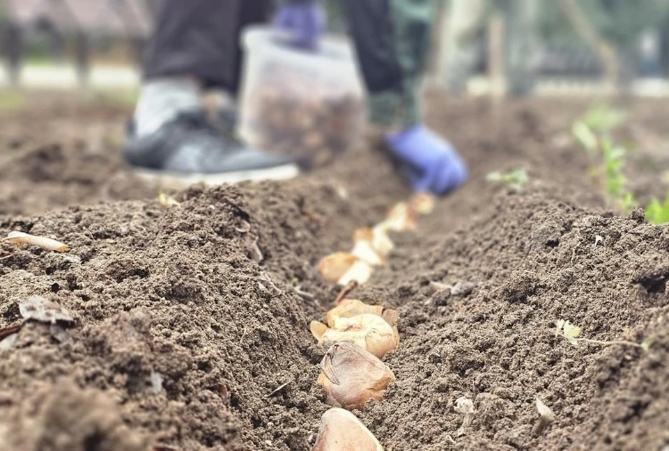 В городе-герое высажено 20 процентов от запланированного - 50 тысяч весенних луковичных цветов