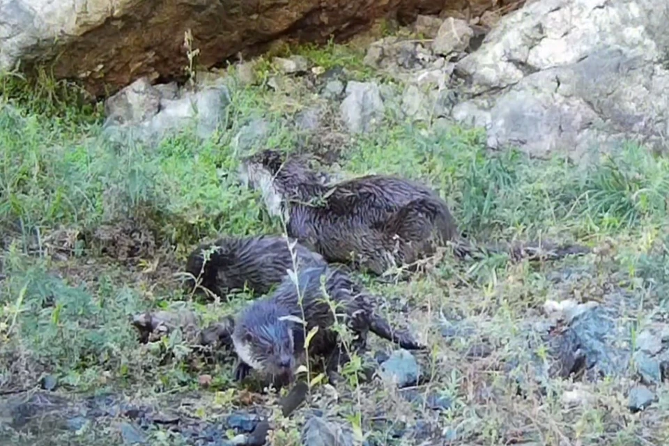 Фото: объединённая дирекция заповедника «Саяно-Шушенский» и национального парка «Шушенский бор»