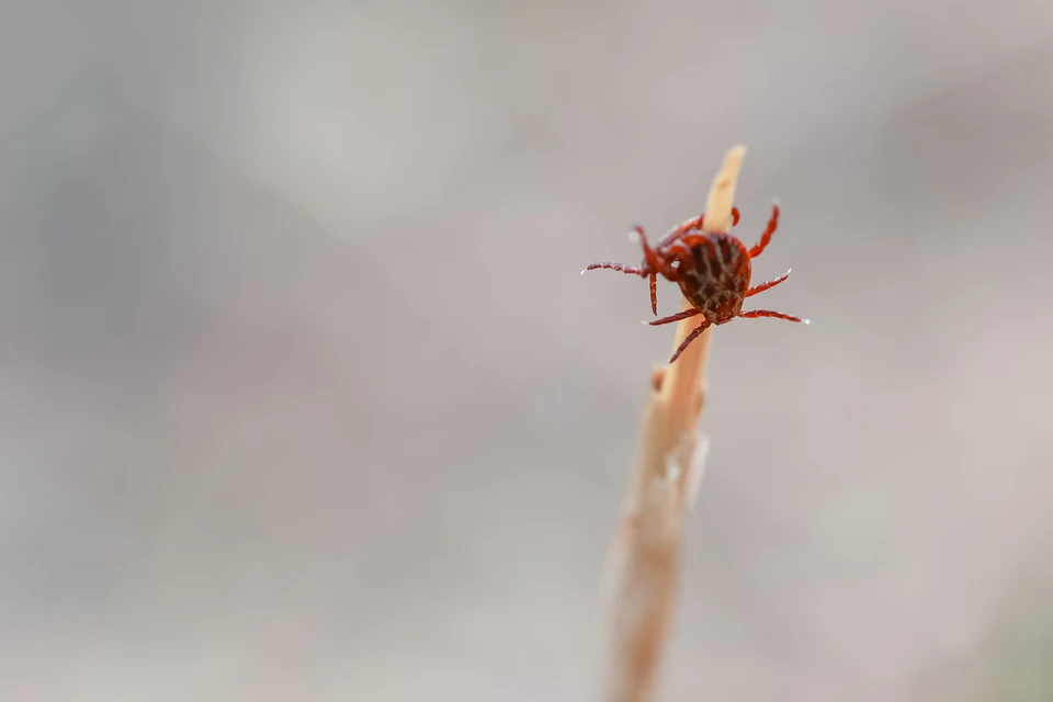 Клещи являются переносчиками опасных заболеваний.