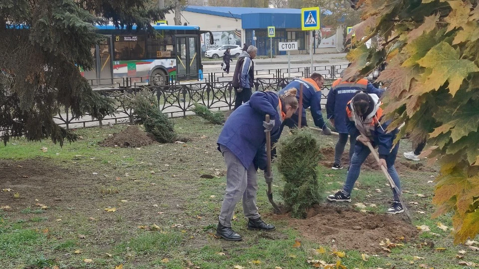 В Мелитополе высаживают вечнозеленые деревья