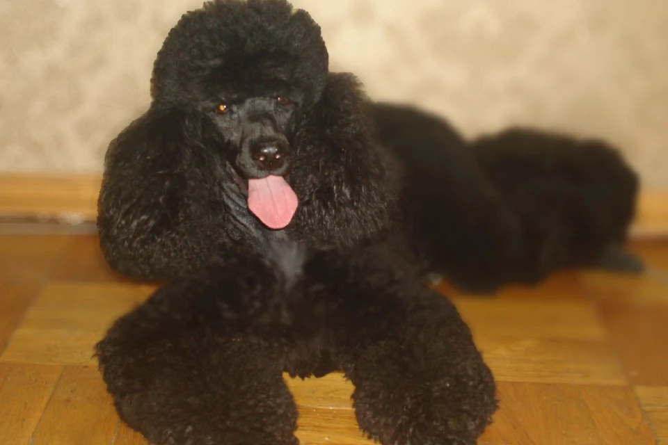 На момент регистрации рекорда Фане было 19 лет 8 месяцев и 3 дня. Фото: предоставлено "КП"