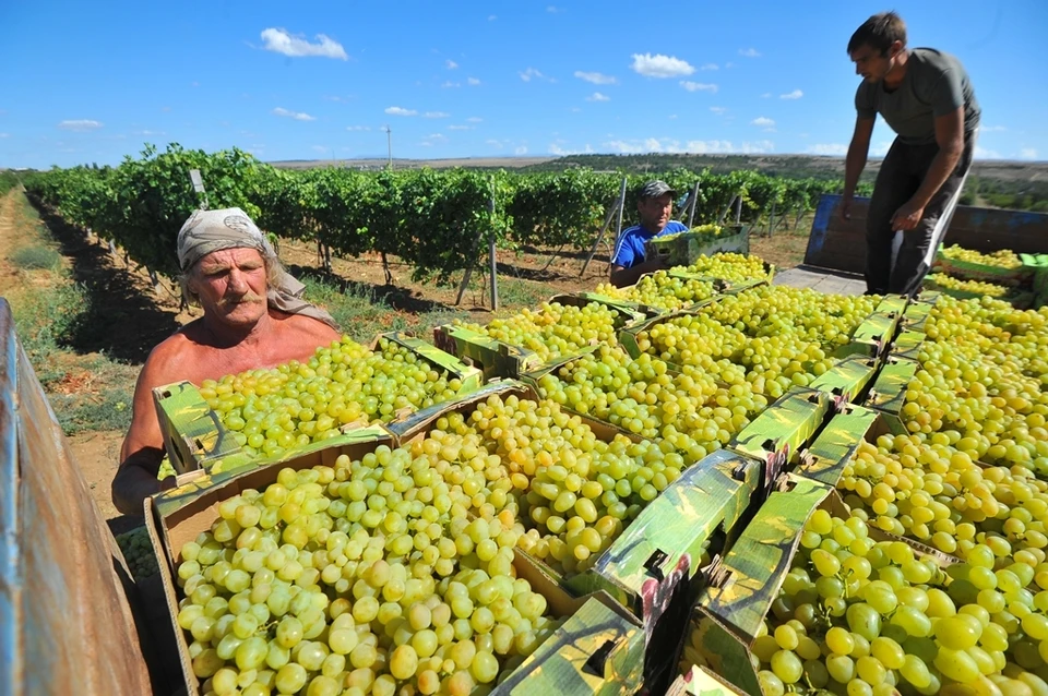 В нынешнем году объем финподдержки севастопольского виноградарства вырос по сравнению с 2024-м на 68 процентов – до 738,4 миллиона рублей