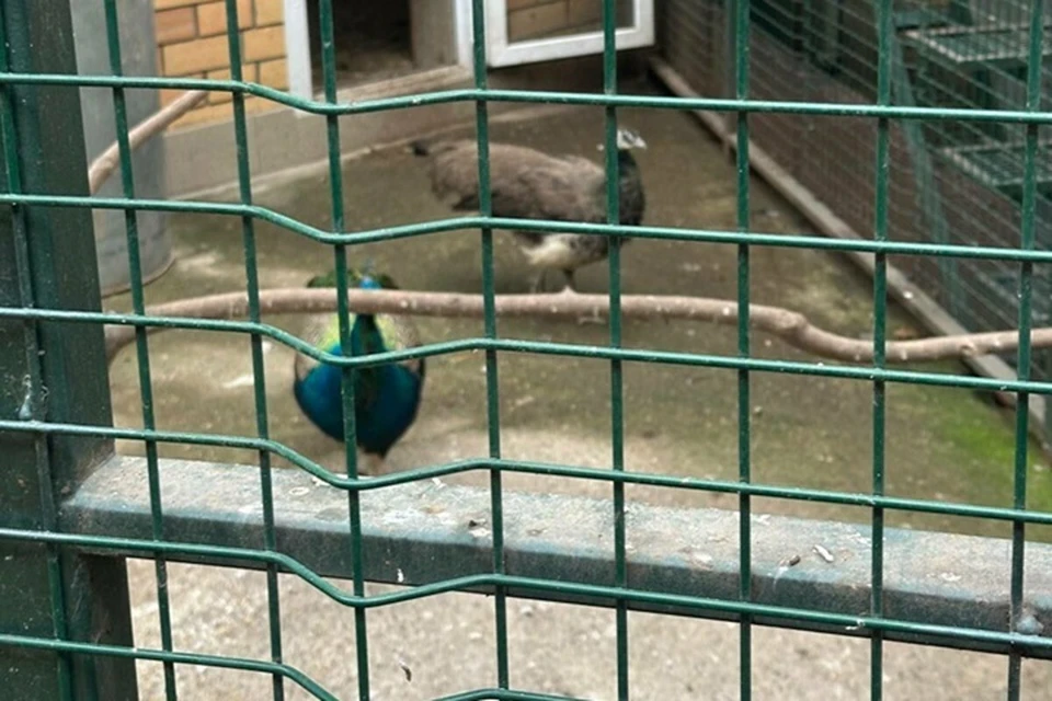 На содержание животных отсутствовала лицензия. Фото: прокуратура Тукаевского района