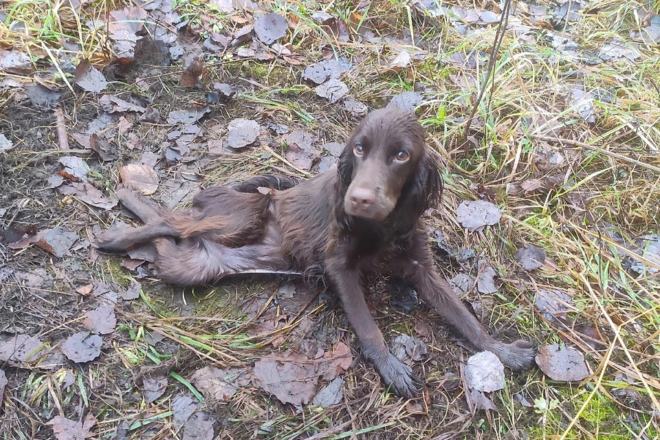 Бедный щенок просто тихонько плачет. Фото: Друг вокруг.