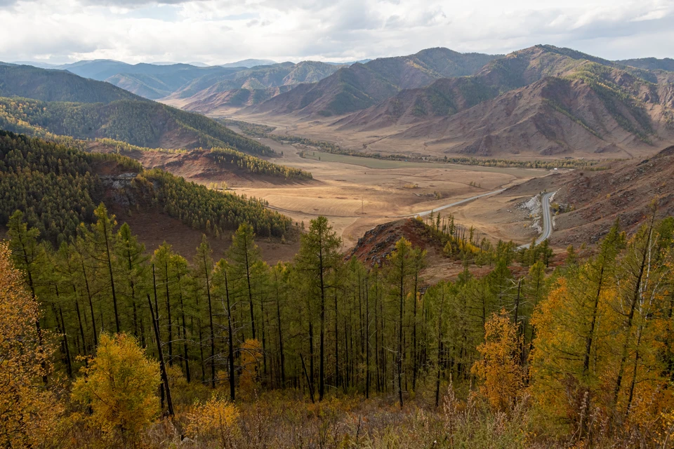 В лесах Кубани высадили молодые деревья