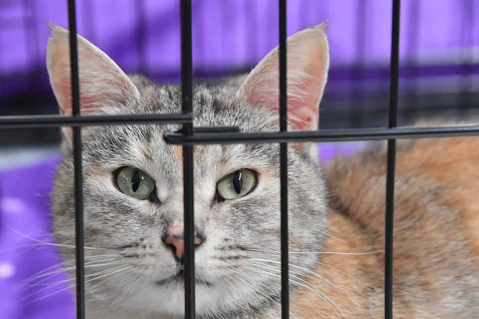 63-летнего мужчину обвиняют в жестоком обращении с животными