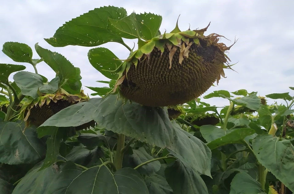 Фото: администрация Предгорного округа