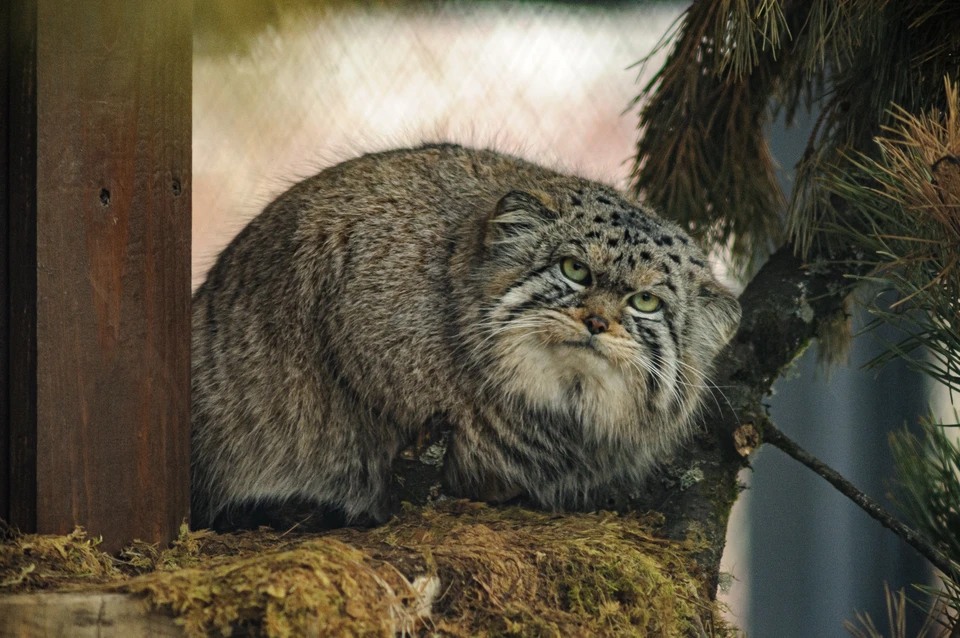 Зажировка Бориса близится к завершению.