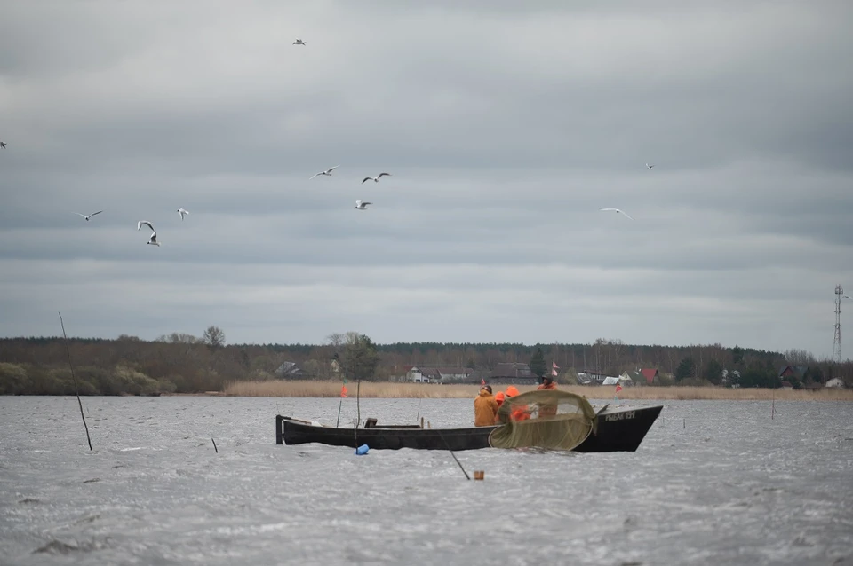 Хоть севрюга и часто попадается рыбакам, ловить ее пока еще нельзя.
