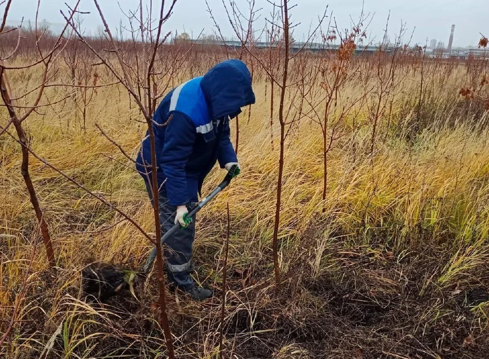 Ульяновский питомник восстановят до 150000 деревьев. ФОТО: тг-канал Центра по благоустройству и озеленению Ульяновска