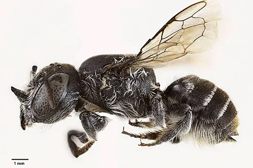 Megachile lucifer. Фото: Prendergast and Campbell