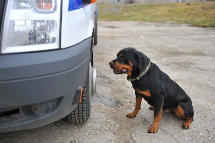 «Думала, что обезображена навсегда»: Как под Ростовом из-за собак хозяева попали в большие неприятности
