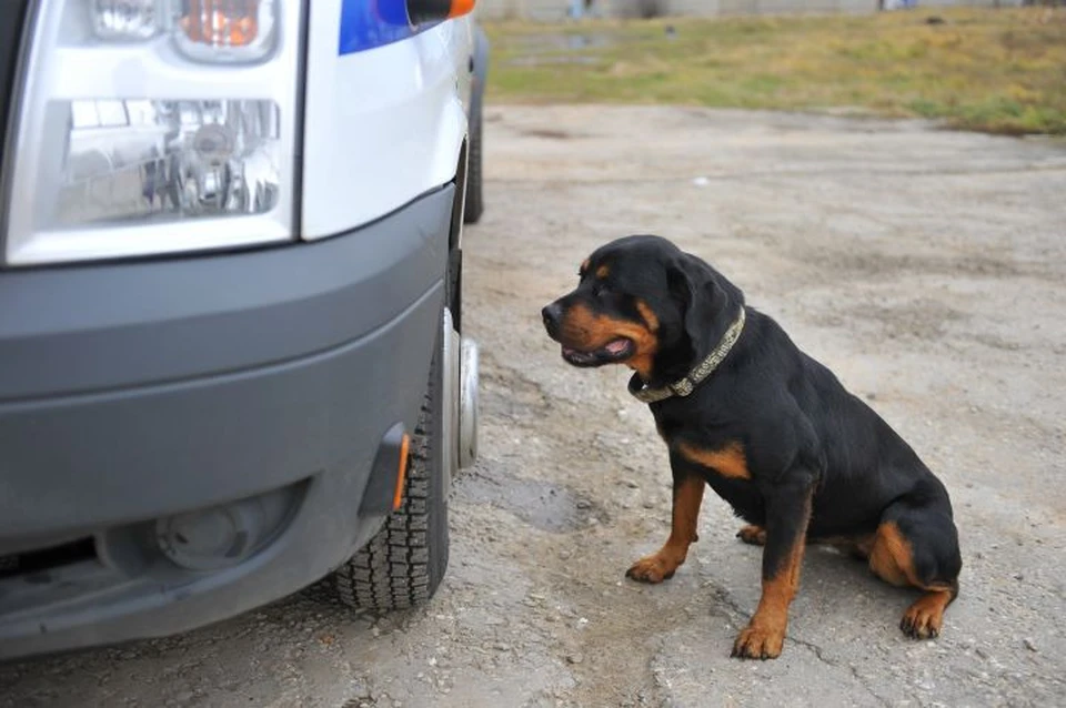 После того, как ротвейлер подбежал к другой собаки, владельцы животных устроили скандал.