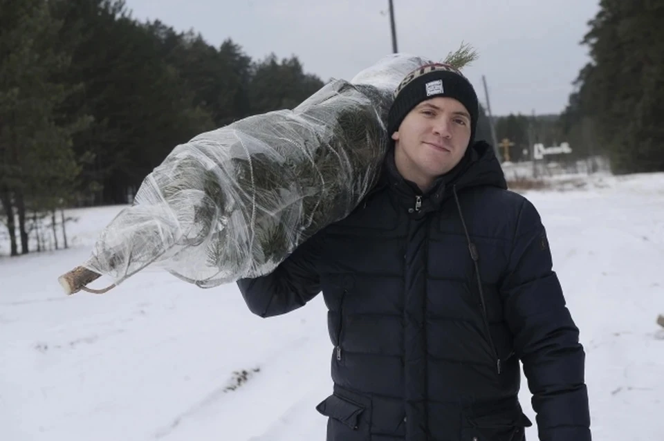 За срубленную в лесу елку может грозить штраф в три миллиона рублей