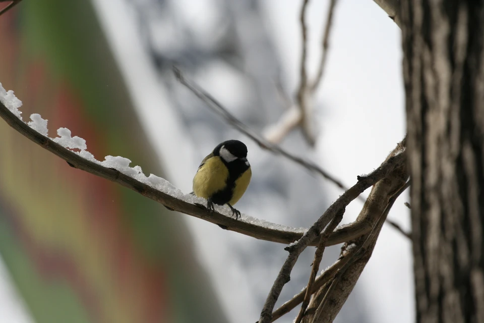 Днем температура будет варьироваться от +2 до +7 градусов