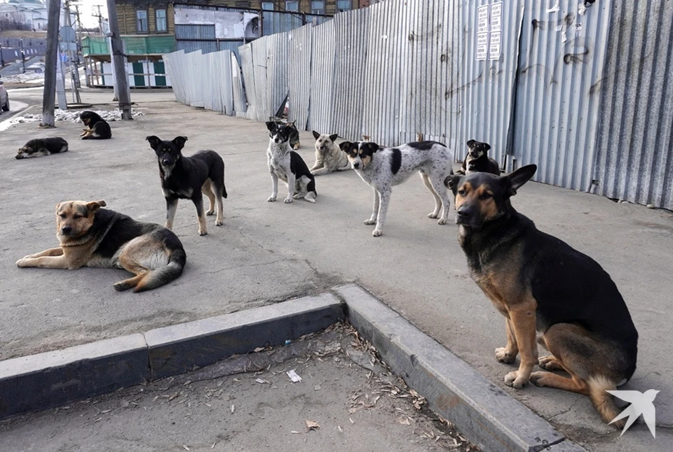 В Екатеринбурге бродячие собаки нападают на прохожих