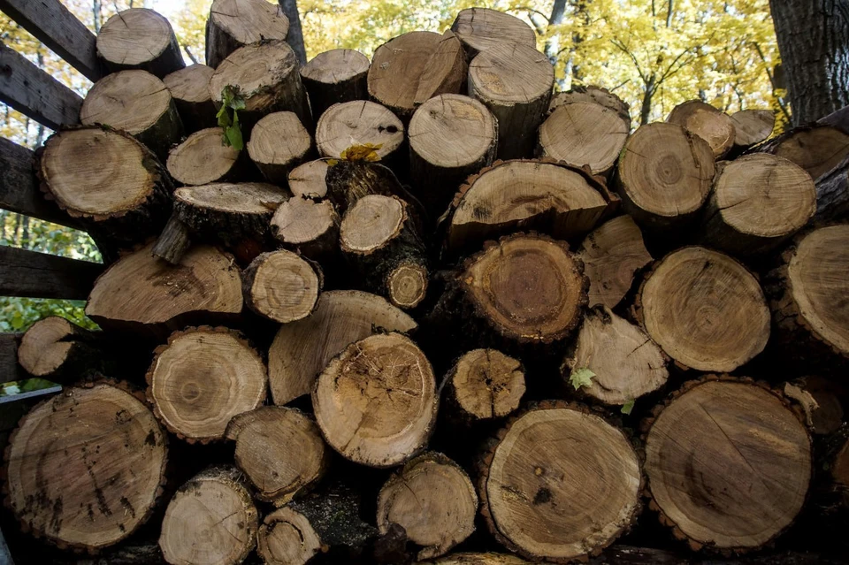 Проверят вырубку