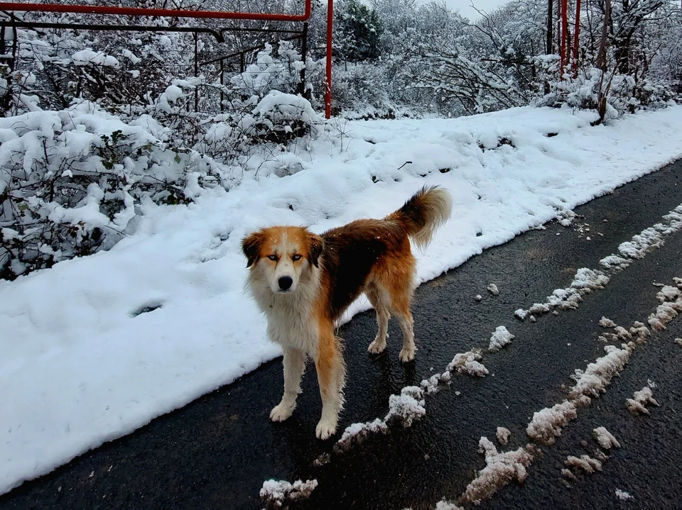 На территории Коми обещают осадки