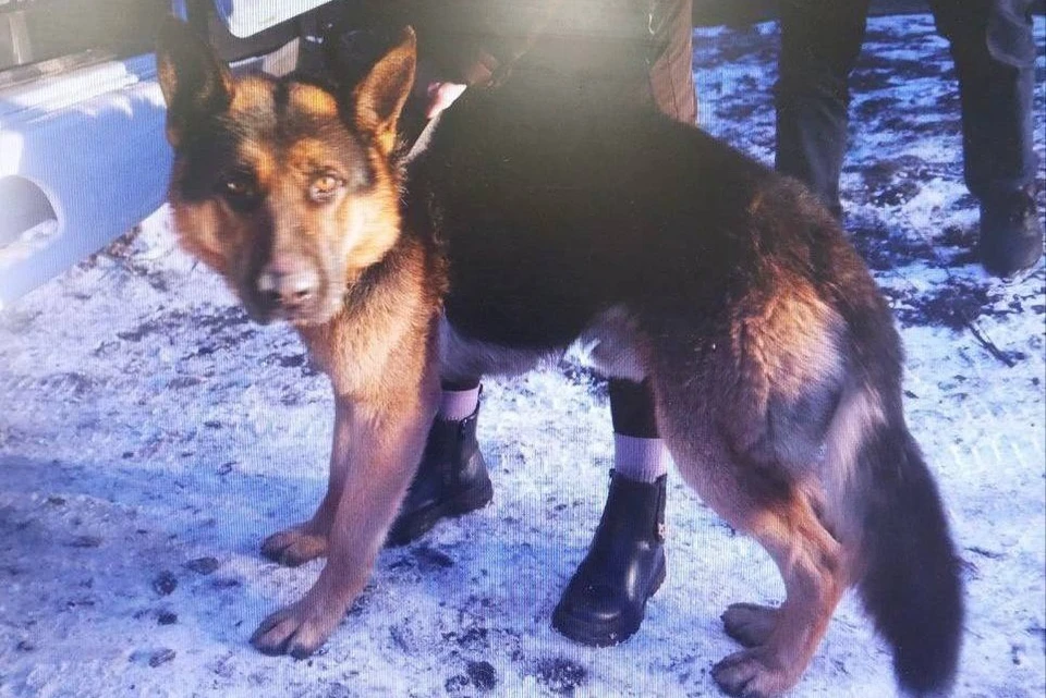 Фото: ГСУ СК России по Красноярскому краю и Республике Хакасия