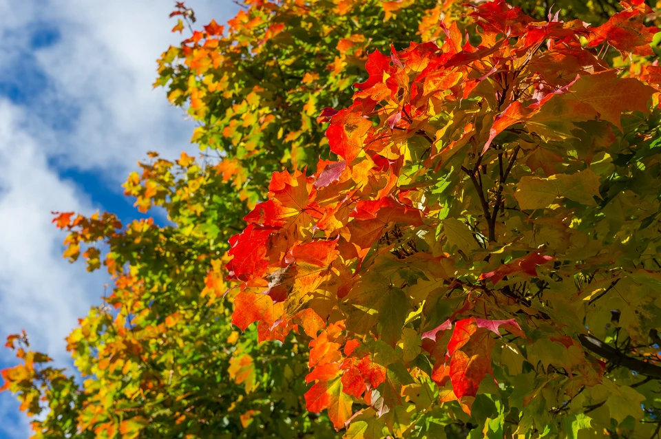 Ноябрь в Крыму может стать рекордно теплым.