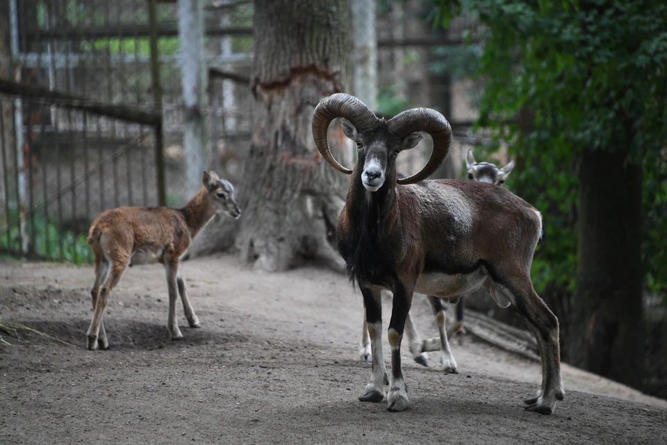В Новосибирском зоопарке появился краснокнижный гривистый баран