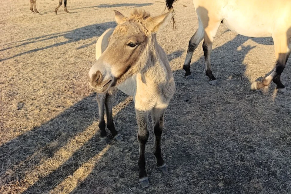 Милое пополнение и в семействе редких лошадей Пржевальского Фото: заповедник «Аскания-Нова»