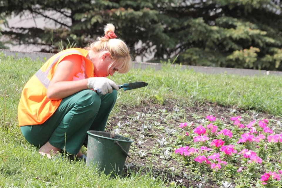 Мэрия Томска планирует потратить на озеленение в 2026 году 117 миллионов рублей.