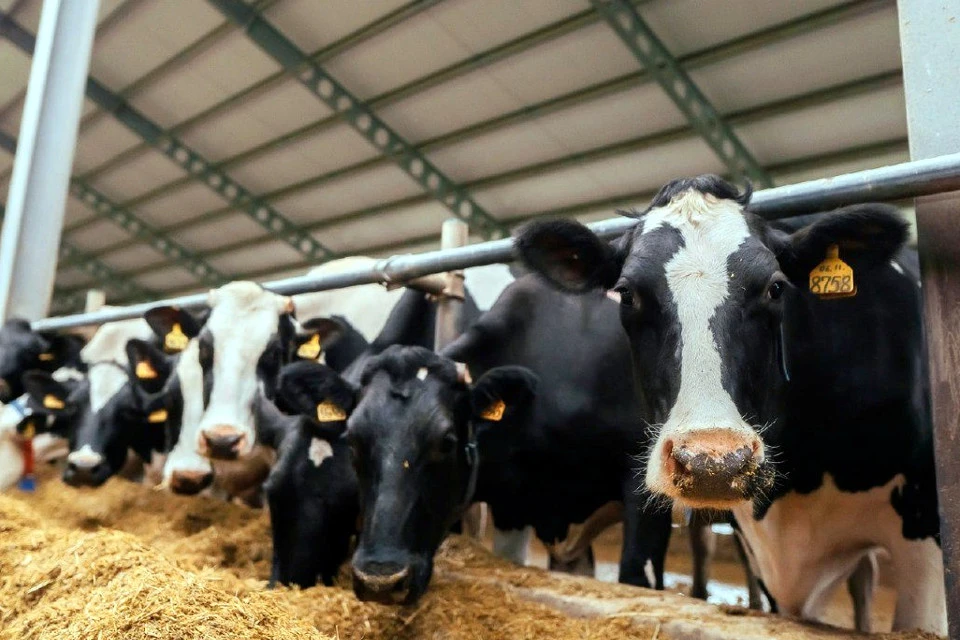 Корма коровкам заготовили, урожай собрали.