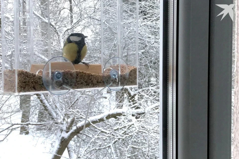Адвокат сказал, могут ли белорусы повесить кормушку за окном. Снимок носит иллюстративный характер.