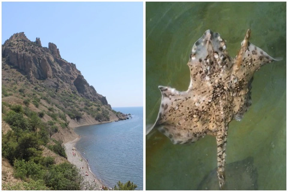 Скат-мутант облюбовал акваторию Карадага. Фото: Карадагский заповедник/Vk