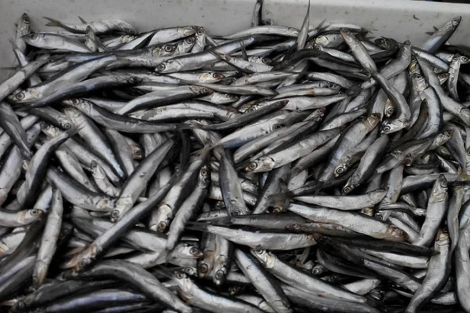 Хамса в Крыму подешевела с началом массового лова
