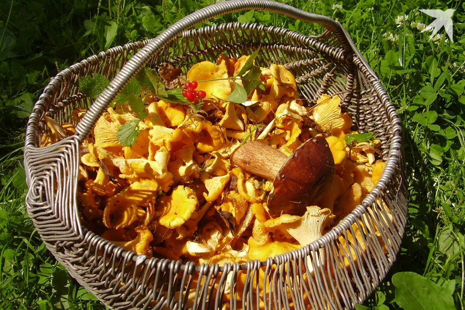 Эксперты назвали район Беларуси, в котором выявили грибы с превышением нормы радиации в 82 раза. Фото носит иллюстративный характер.