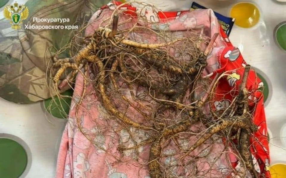 В Вяземском районе мужчину осудили за хранение женьшеня Фото: прокуратура Хабаровского края
