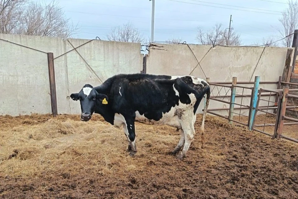 Грузоперевозчики понесли административную ответственность за нарушение ветеринарного законодательства, а в отношении животных было принято решение о проведении карантинирования. Фото: Россельхознадзор по Оренбургской области