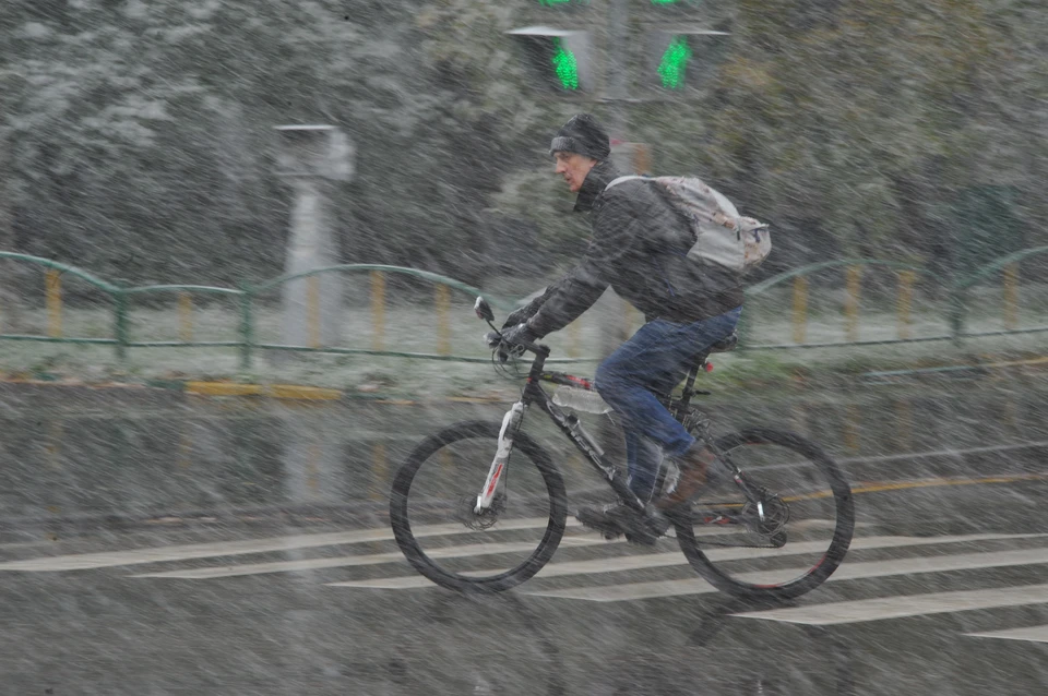 Начата процедура экстрадиции преступника, а его четвероногого питомца передали в новую семью.