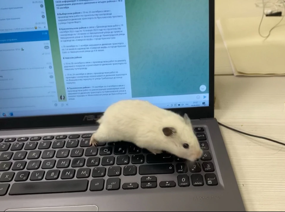 Тюменские волонтеры ищут дом для хомяков, найденных в мусорном контейнере.