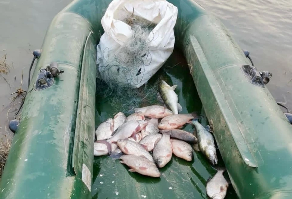 Почти 400 карасей незаконно выловил житель Ставрополья. Фото: прокуратура СК