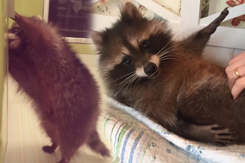 Городские еноты в США показали ранние признаки одомашнивания