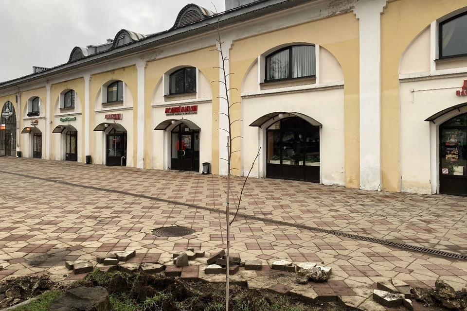 Дереву в городе трудно, даже если за ним тщательно следят.