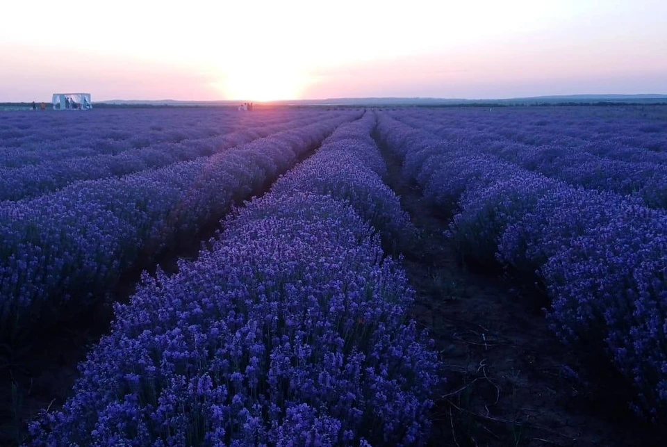 Поля лаванды - место паломничества туристов
