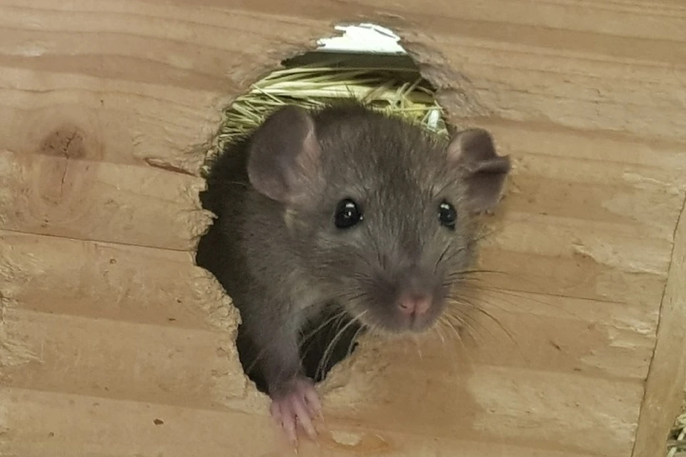 Грызуны представляют серьезную опасность для здоровья, являясь переносчиками 35 инфекционных заболеваний.