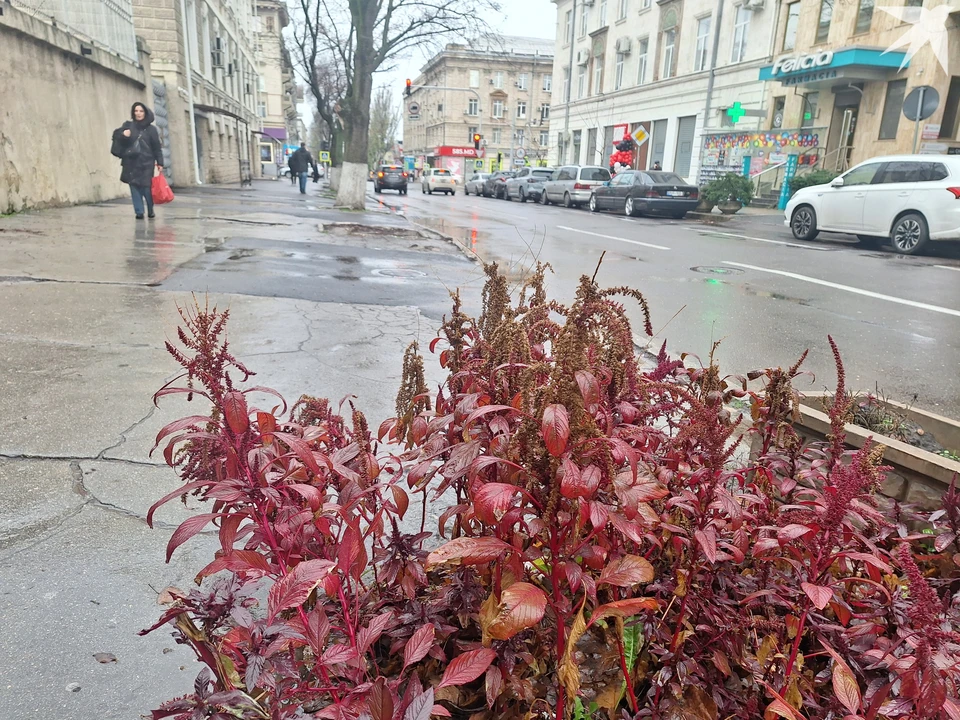 Аномальная в этом году осень в Молдове. Фото: "КП"