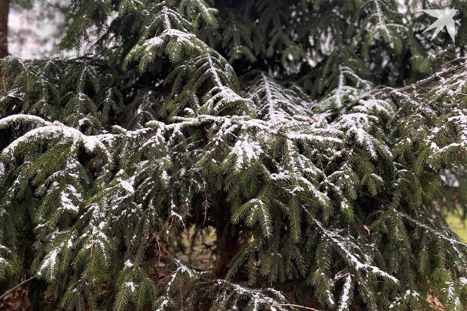 Собрали приметы и запреты на 28 ноября, когда отмечают Гурьев день. Снимок носит иллюстративный характер. Фото: архив «КП»